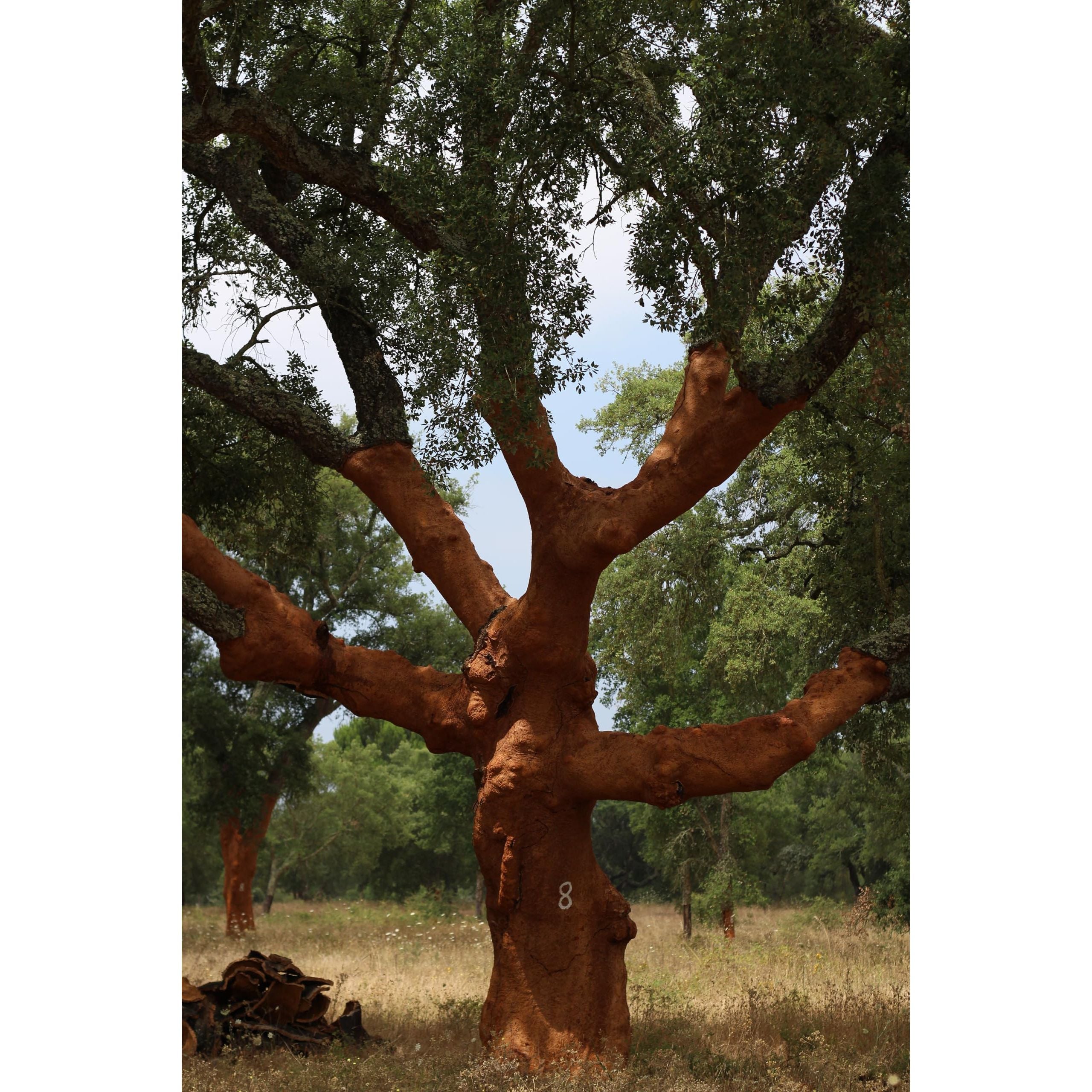 Cork Sheets - 24" x 36" x 1/4", (12SQFT) - 100% Natural (2-Pack, 1/4-inch-thick) Made in Portugal - ShippingFloors