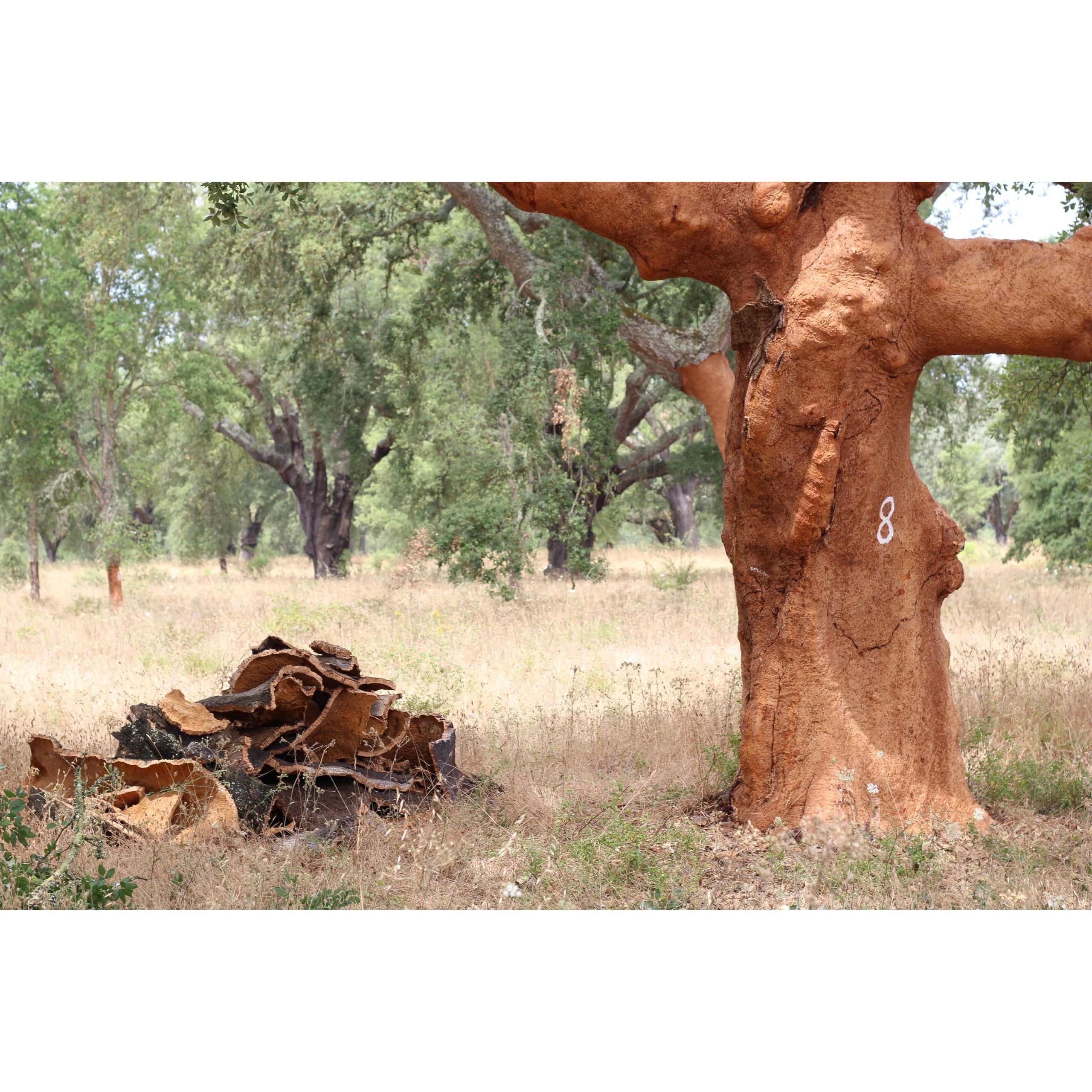 Cork Sheets - 24" x 36" x 1/4", (12SQFT) - 100% Natural (2-Pack, 1/4-inch-thick) Made in Portugal - ShippingFloors