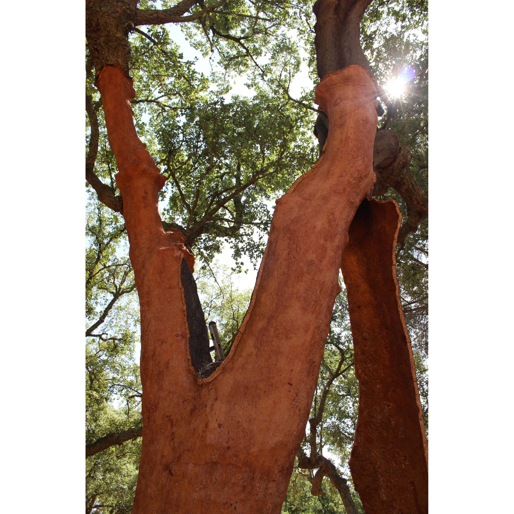 Cork Sheets 24" x 36" x 1/2", - 100% Natural (1/2-inch-thick) (Made in Portugal) - ShippingFloors