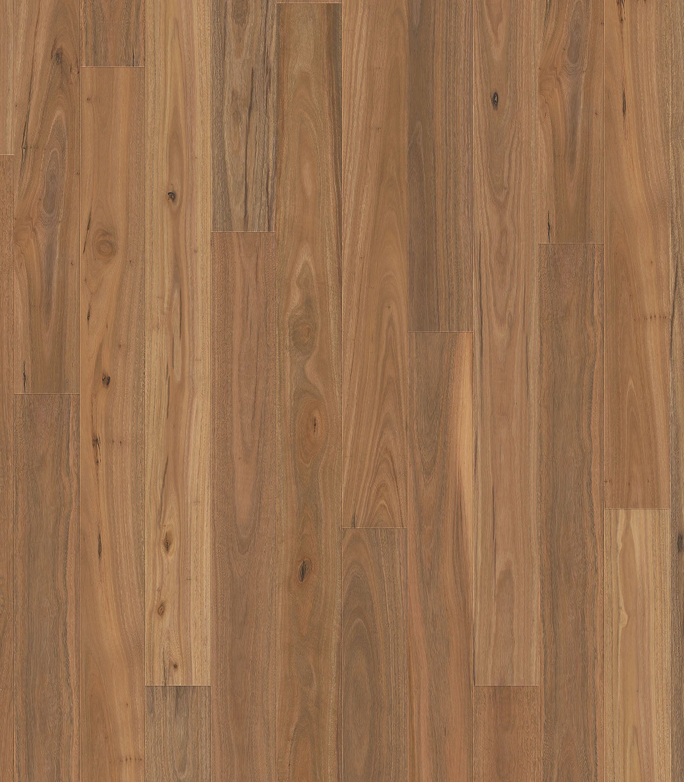 Spotted Gum