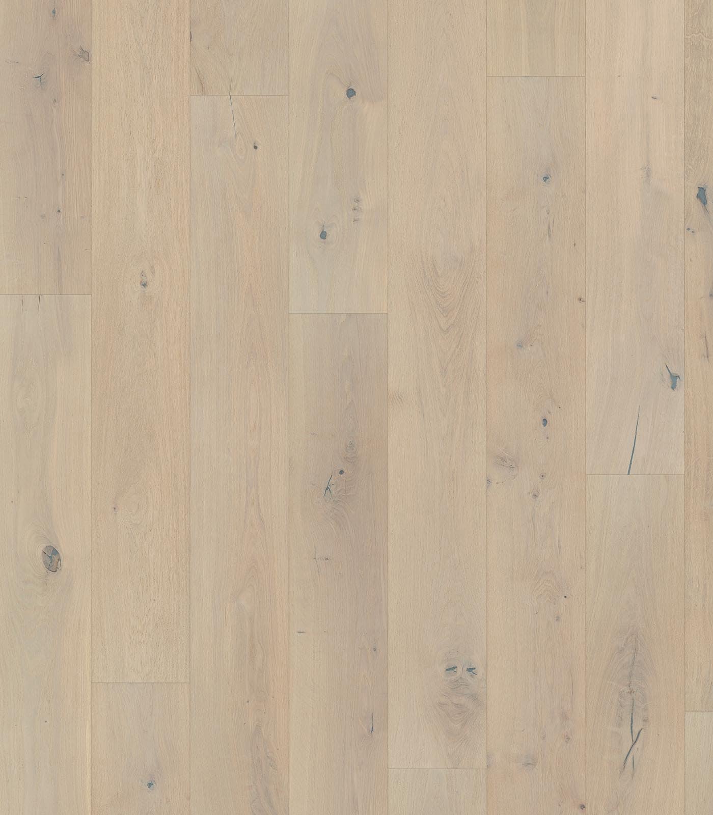 Jamaica European Oak